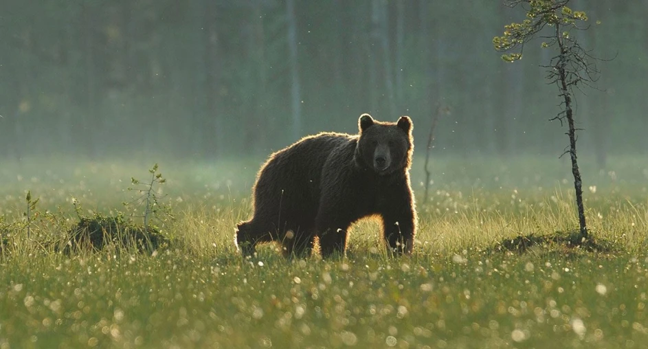 A bear in a forest